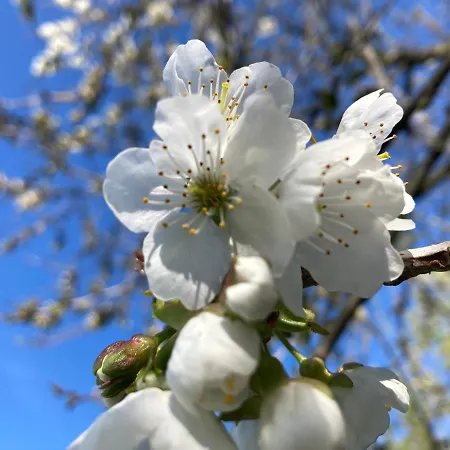 Bed & Breakfast Maison Mama Neko 3*