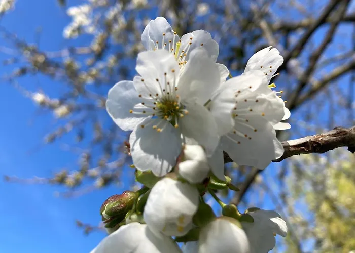 Nocleg ze śniadaniem Maison Mama Neko 3*
